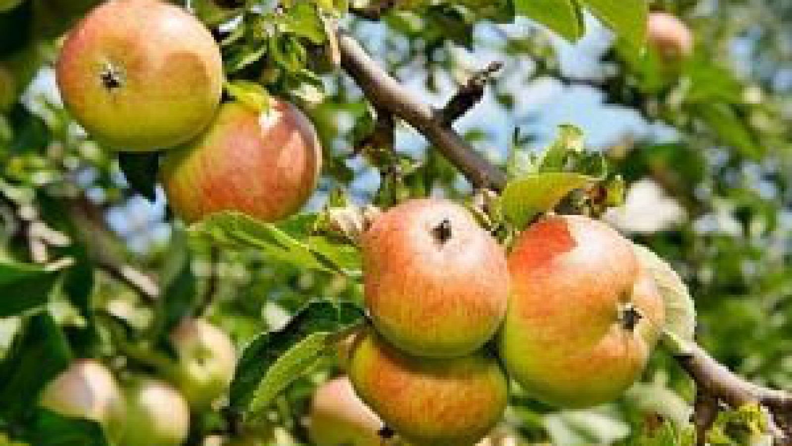 Reducción en la producción de pera y manzana