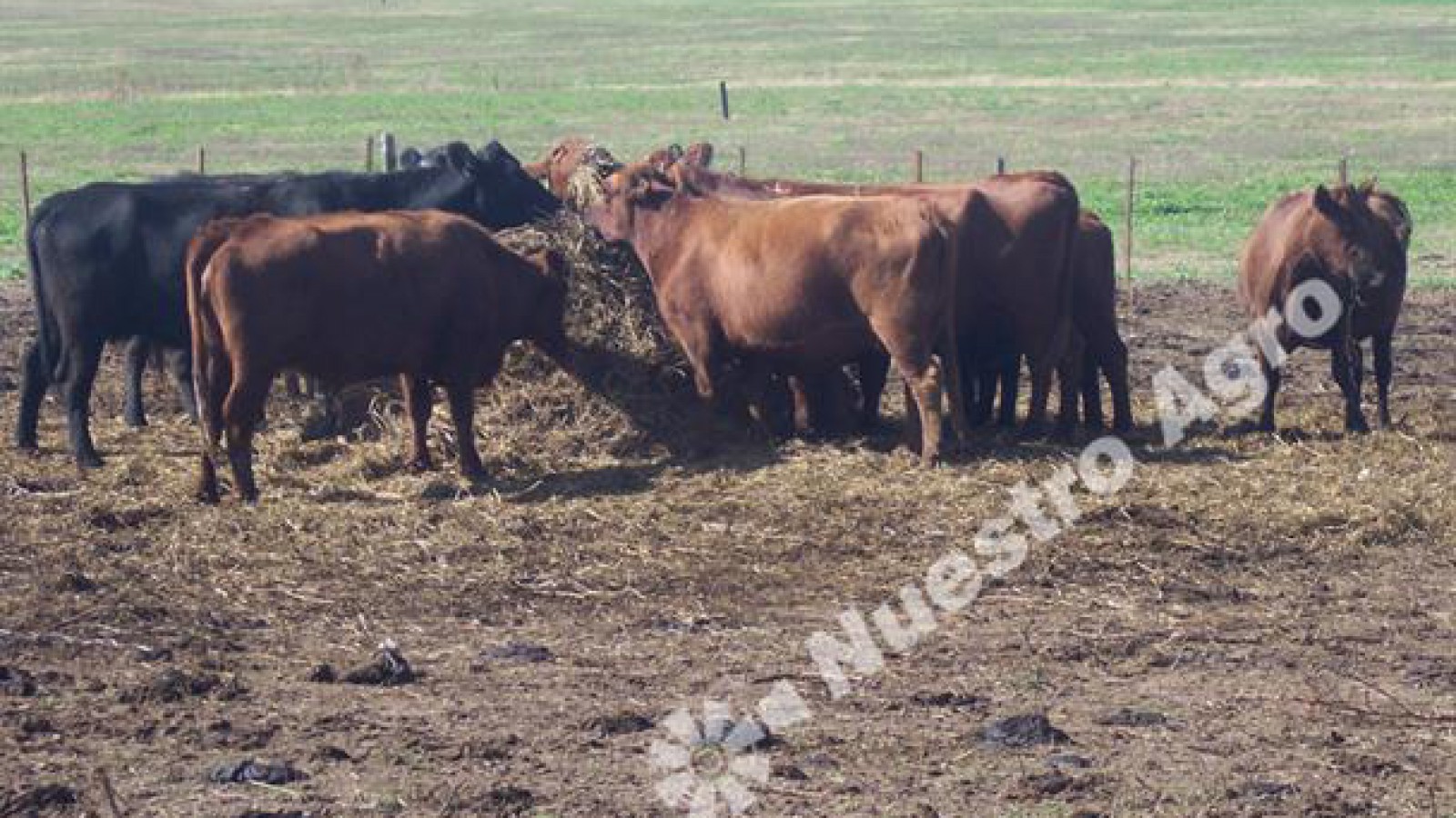 Productores ganaderos continúan reteniendo vientres, con la mira puesta en el nuevo Gobierno