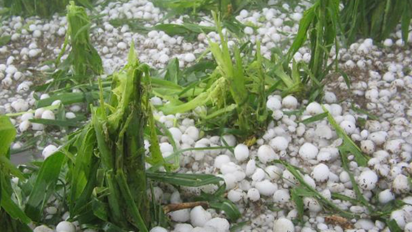 Una fuerte granizada provocó pérdidas totales en numerosos campos del sur santafesino