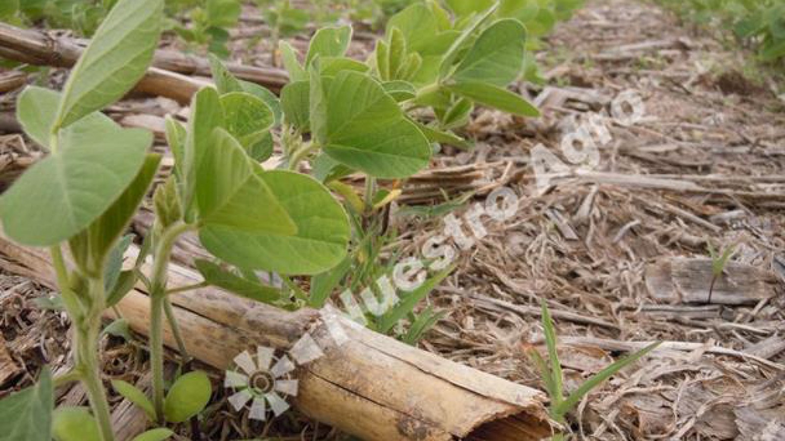Productores de la zona núcleo siembran y cosechan bajo un Niño en plena acción