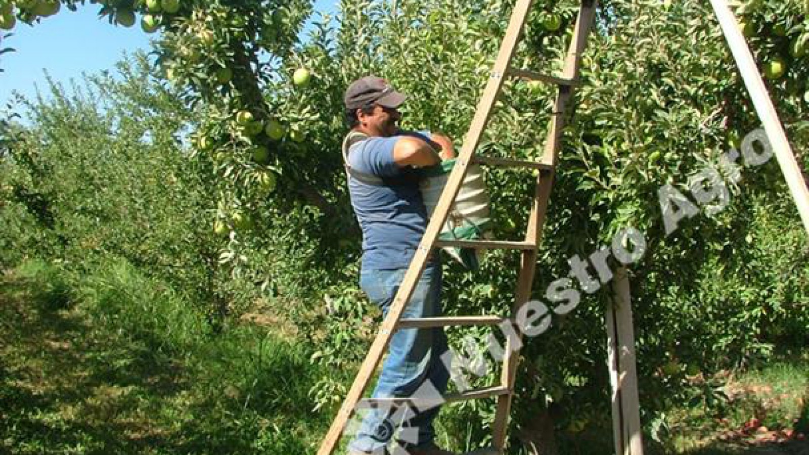 Anticipan una caída considerable de la producción de peras y manzanas en el Alto Valle