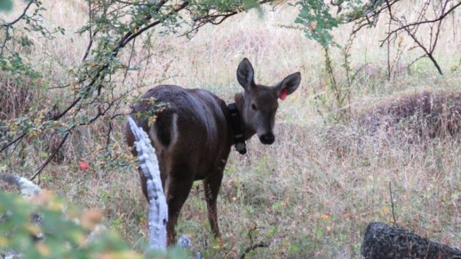 A través de un radio collar estudiarán a huemules en El Chaltén